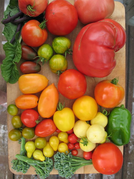 Tom Weaver Garden 2007 Bloomington, MN - harvest